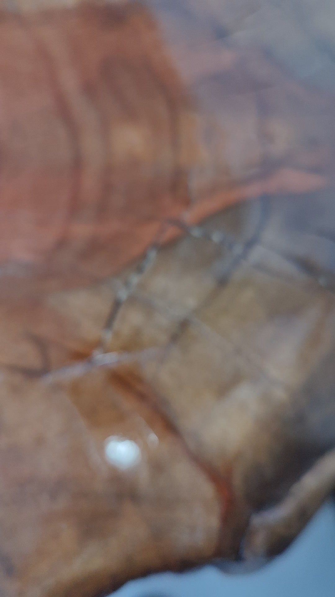 Trono de Madera – Pochote Live Edge